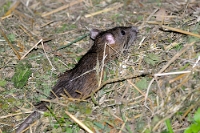 47016 Rattus norvegicus (Ratto delle chaviche)
